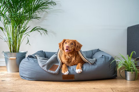 dog in its bed